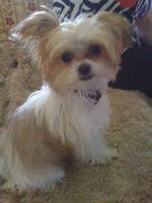 Priced to sell as companions/pets. Pin by Tracy Blecha on Dogs | Miki dog, Dogs, Puppies