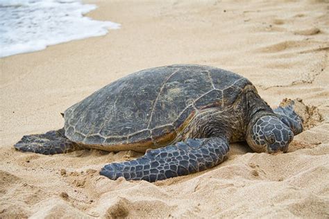 Sea Turtle Resting On The Beach Stock Image Image Of Hawaii