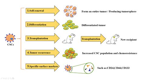 The Characteristics Of Cancer Stem Cells Cscs Cscs Have Five