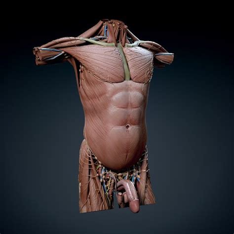 Female torso, female display torso model, anatomy torso, torso. Torso Anatomy : Female Upper Torso Anatomy - Human Female ...