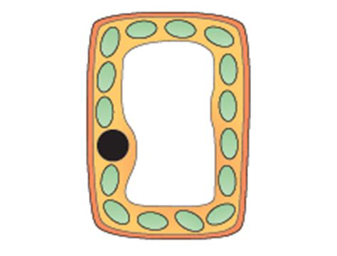 Maybe you would like to learn more about one of these? BBC - GCSE Bitesize: Osmosis in cells
