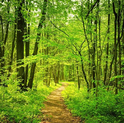 Spring Forest Forest Path Woodland Forest Tree Forest Spring Scene