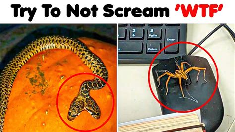 Photos That Will Make You Scream Wtf Youtube