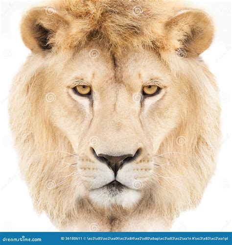 Lion Face Stock Image Image Of Feline Nature Calm 36180611