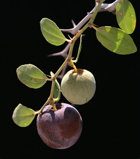 Mediterranean region, like algeria, morocco, tunisia, and libya except france and italy: Lotus tree facts and health benefits