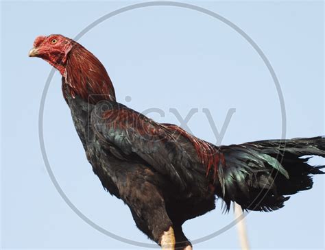 Image Of Brown Rooster Or Hen Laid Eggs On Dried Straw Background