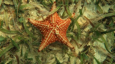 Oreaster Reticulatus Caribbean Cushion Sea Star Snorkeling Report