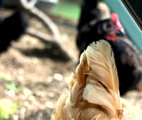 Chickens Behaving Badly Tillys Nest