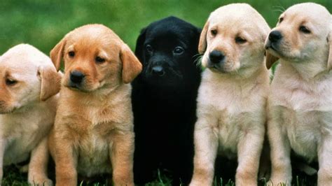 Search, discover and share your favorite funny dogs gifs. 5 Facts About Dogs, For Kids - YouTube