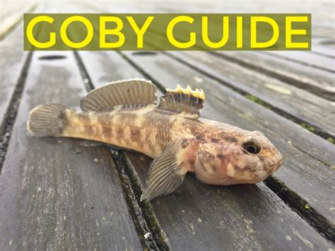 Goby Identification Guide