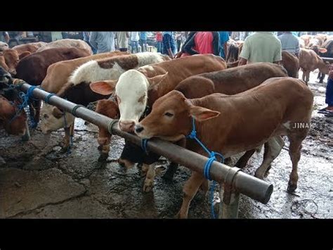 Variasi Harga Sapi Pedet Jantan Hari Ini Harga 12 Juta 13 Juta Dan 14