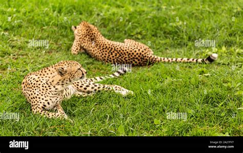 Colour Wildlife Photograph Of Two Adult Cheetahs Laying On Lush Grass