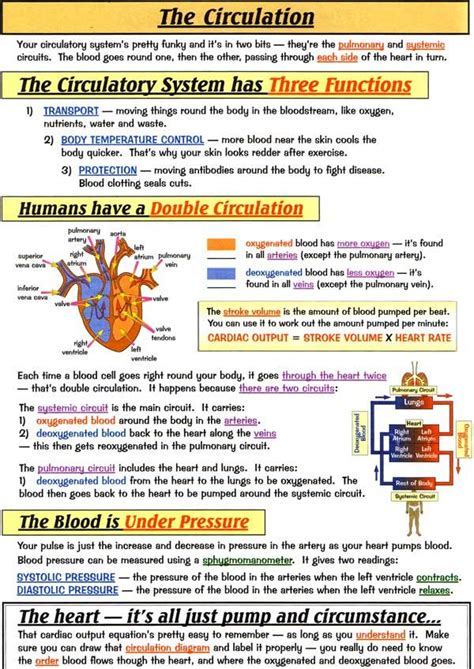Circulatory system | Nursing school studying, Nursing school survival