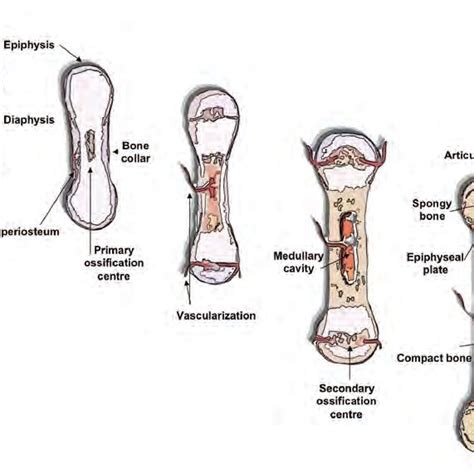 Hyaline cartilage and bone replacement. Schematic depiction of bone development from the hyaline ...