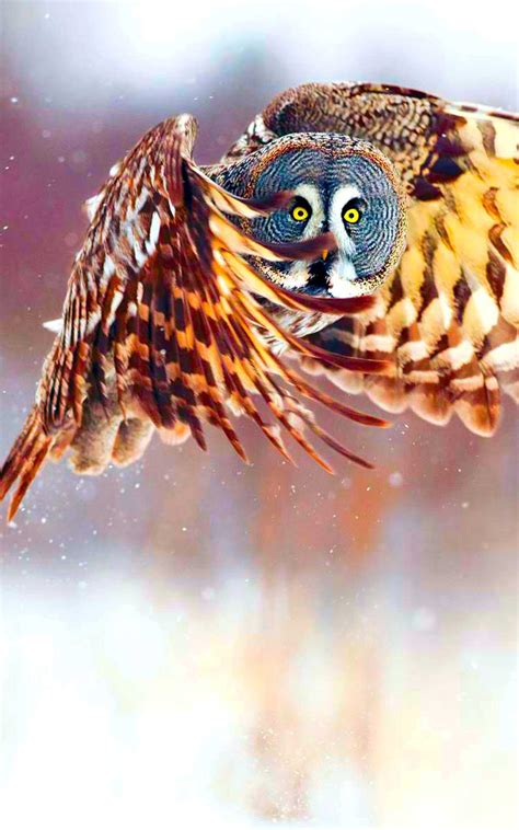 Cool Owl Wallpapers Top Free Cool Owl Backgrounds Wallpaperaccess