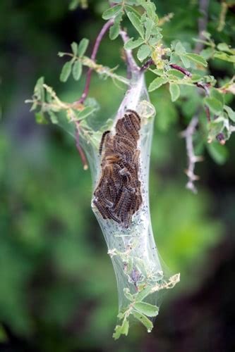 After all, they're cute and fuzzy, and turn point to note: How to Get Rid of Maple Tree Caterpillars