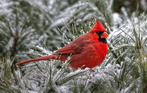 Cardinals In Snow Wallpaper Wallpapersafari