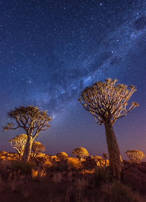 Milky Way Over Quiver Trees Namibia Night Photograph Photograph By