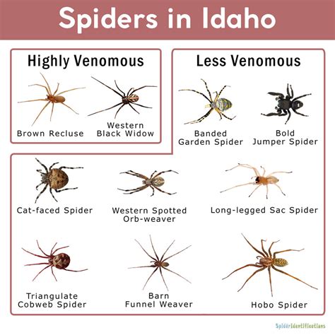 Spider Identification Chart Virginia