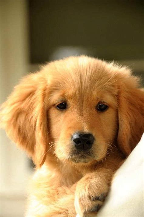 Wonderful personalities, very clever and alert. Find Golden Retriever Puppies in Quad Cities | PETSIDI
