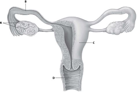 Female human anatomy body internal organs vector. BIO 35515 - Coursepaper.com