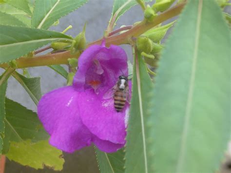 Grow a lot of flowers. Plants Growing In My Potted Garden.: How to grow and care ...