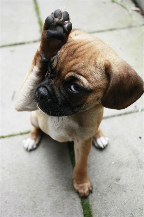 Cute Little Puggle Adorable Pets Pinterest