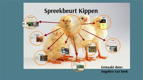 Spreekbeurt Kippen By Angelien Van Beek On Prezi