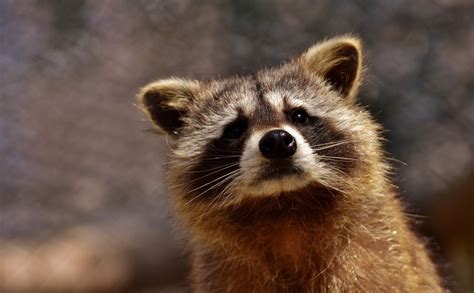 Prevent And Remove Raccoons In Ga Perimeter Wildlife Control