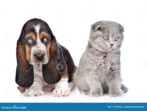Gray Kitten Sitting With Basset Hound Puppy Isolated On White Stock