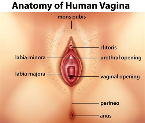 Anatomia Diagrama Mostrando Vagina Human Diagrama Xx Photoz Site The Best Porn Website