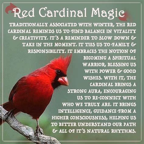 Northern Cardinal Cardinal Symbolism Bird Meaning Animal Spirit Guides