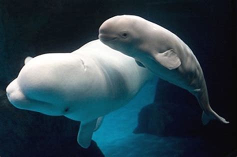 Beluga The Happy White Whale Animal Pictures And Facts