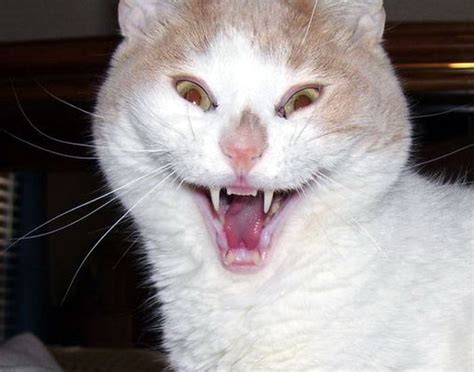 23 Derpy Cat Smiles That Will Brighten Up Your Day Thecatsite