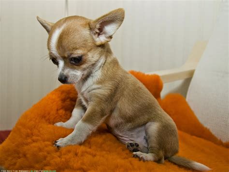gunggung: Gambar 9 Anjing Chihuahua