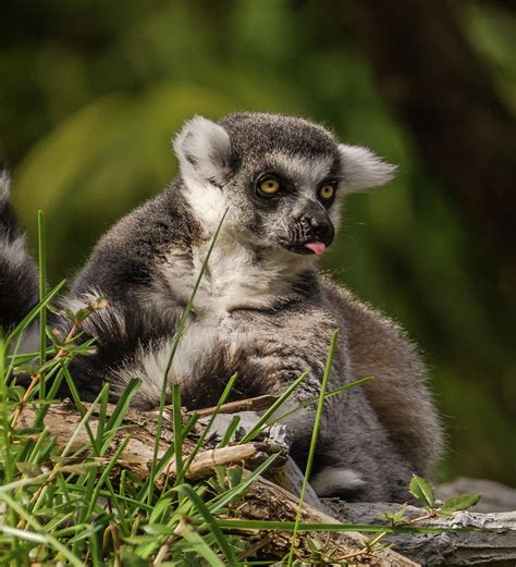 Lemur Sticking Its Tongue Out Photograph By Marv Vandehey Fine Art