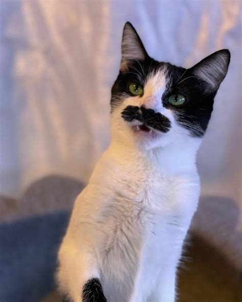 The Viral Feline With A Unique Mustache An Instagram Sensation