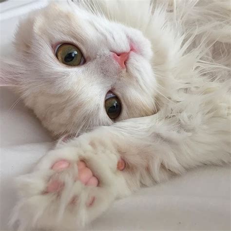 So Fluffy And Sweet I Want To Pet It Baby Cats Pretty Cats Cats