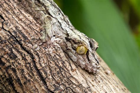20 Camouflage Animals That You Have To See To Believe