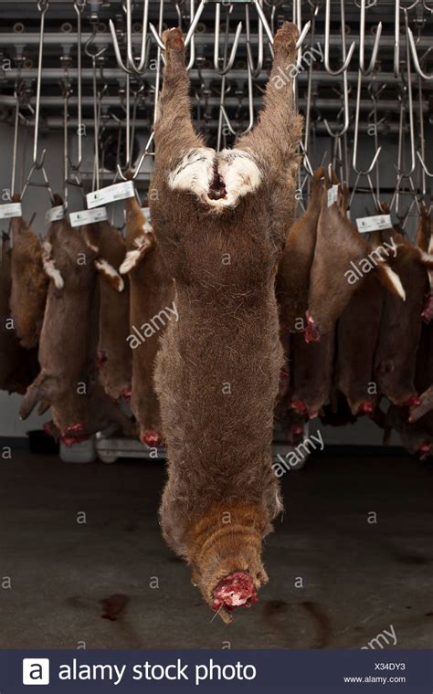 Dead Deer High Resolution Stock Photography And Images Alamy