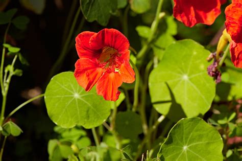 Mit ihrer hilfe können andere von erfahrungsberichten aus erster hand profitieren! Apotheker haben eigenen BUGA-Garten | APOTHEKE ADHOC