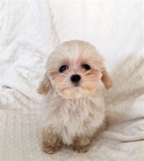 Teacup Maltipoo puppy for sale! Light apricot - iHeartTeacups