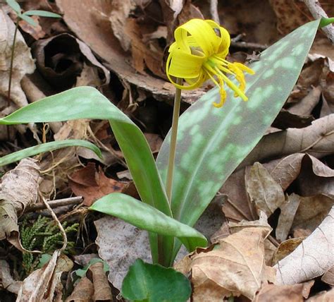 See and discover other items: Trees Planet: Erythronium americanum - Trout Lily ...
