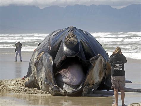 This Colossal Whale Was Ravaged By Great White Sharks