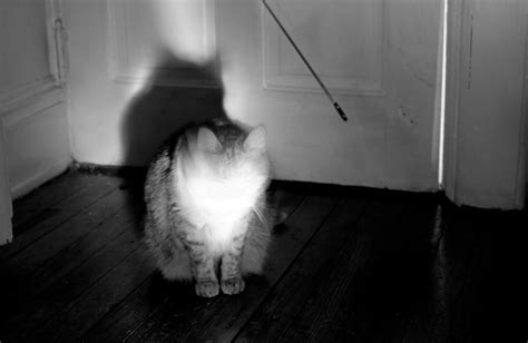 Sevgilove Ghost Cat Photos
