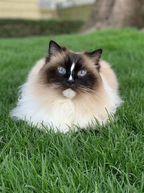 Ragdoll Cats Everything You Need To Know About Ragdoll Cats And Kittens