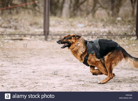 Fast Running German Shepherd Dog At Training Alsatian