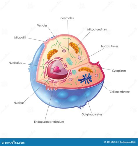Animal Cell Isolated On White Vector Stock Vector Illustration Of