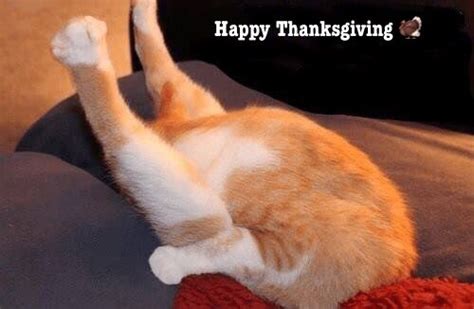 thanksgiving funniest cat memes thanksgiving videos funny thanksgiving