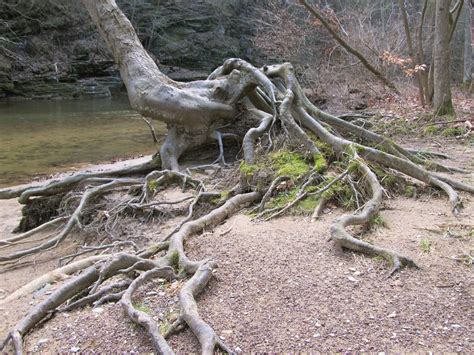 We did not find results for: oakworm: Jacobsburg State Park - Roots, Trails and Green Water
